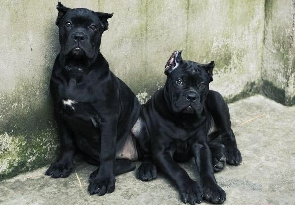 卡斯羅犬的訓練方法-  訓練卡斯羅犬走過來