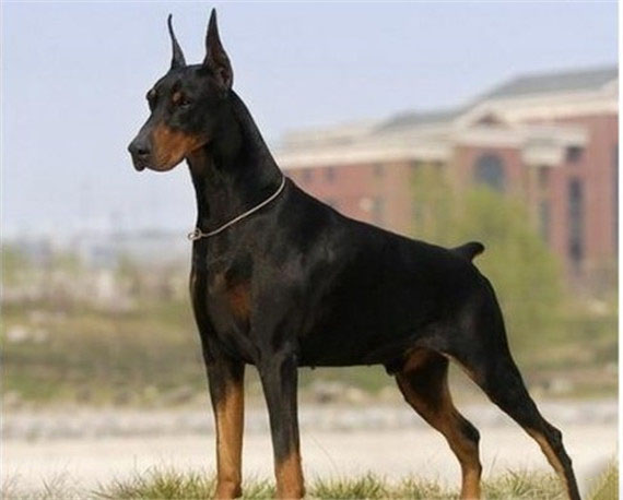 杜賓犬的性格培養 杜賓犬的性格好嗎