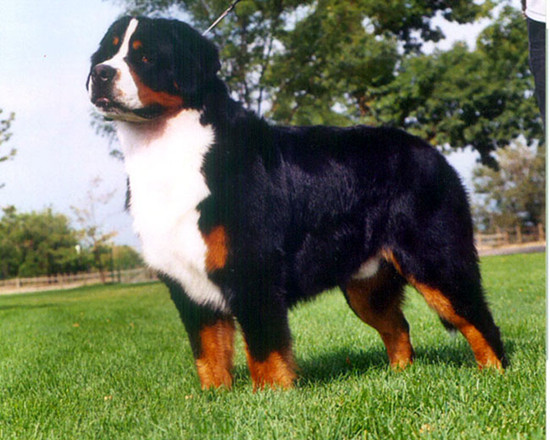 怎么訓練伯恩山犬不咬人,如何避免伯恩山犬吃垃圾