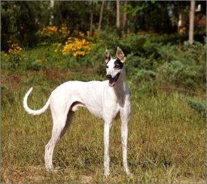 靈緹犬的訓練方法-  怎樣訓練靈緹犬拒食呢？