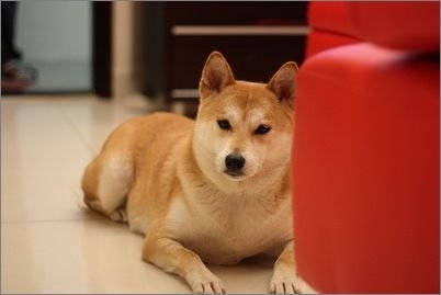 秋田犬的訓練方法-  秋田犬的訓練注意事項
