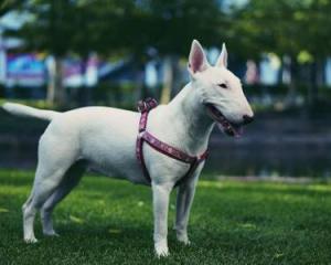 牛頭梗的訓練方法-  訓練牛頭梗犬時的語氣很重要