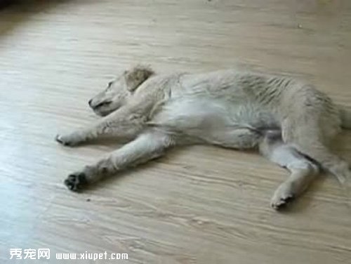 訓練狗狗裝死,狗狗訓練方法