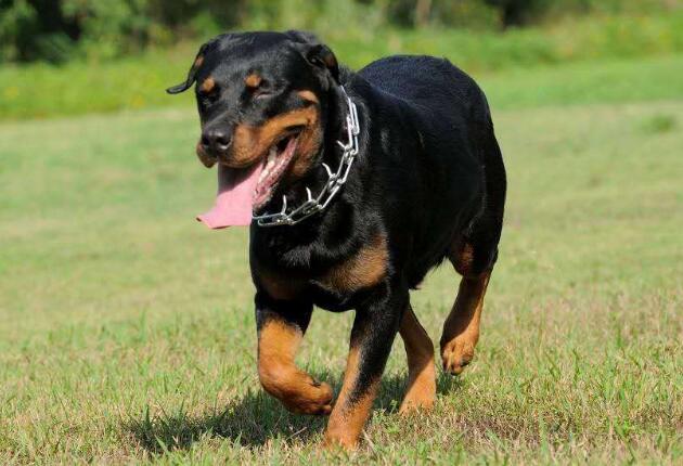 世界十大獵犬品種排名！個個都是狠角色