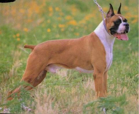 拳師犬看家能力,怎么訓練拳師犬上廁所