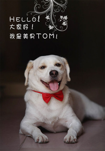 訓練拉布拉多犬不過分撒嬌,訓練拉布拉多不再過分撒嬌