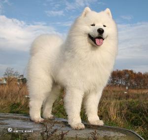 薩摩耶的訓練方法-  如何糾正薩摩耶犬亂舔人
