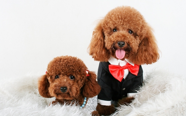 怎么訓練泰迪犬站立 有哪些訓練方法