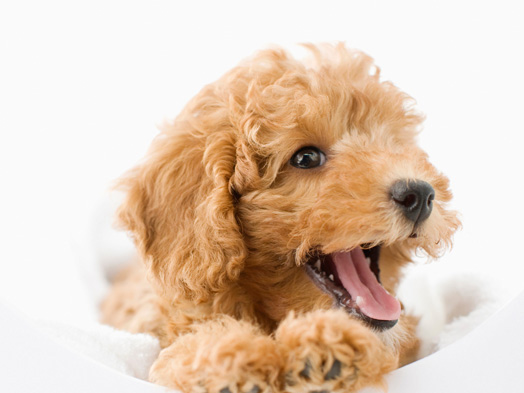 如何訓練泰迪犬隨行,訓練泰迪錯誤的方法