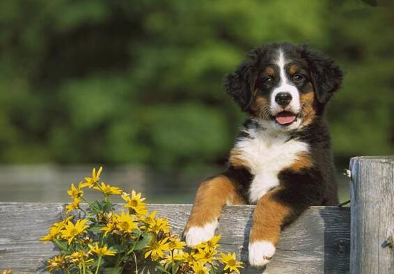 性格“最好的”5種中大型犬，你們想知道嗎？