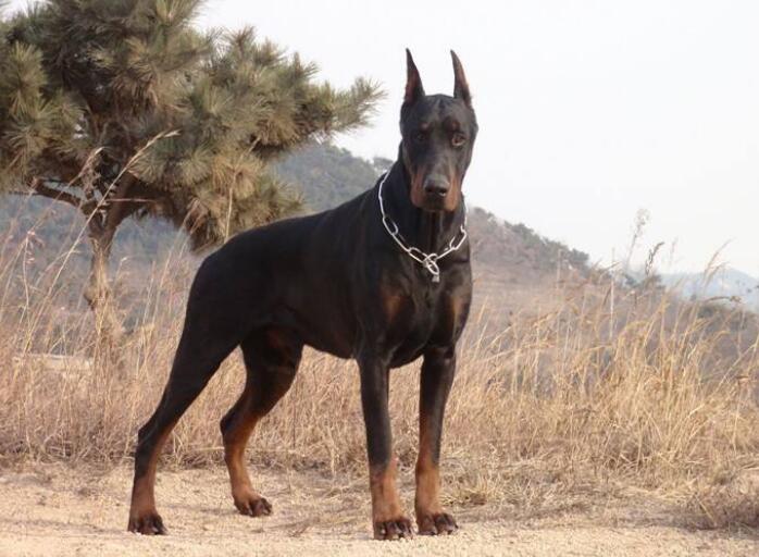 軍犬都有哪些品種，世界6大軍犬排名