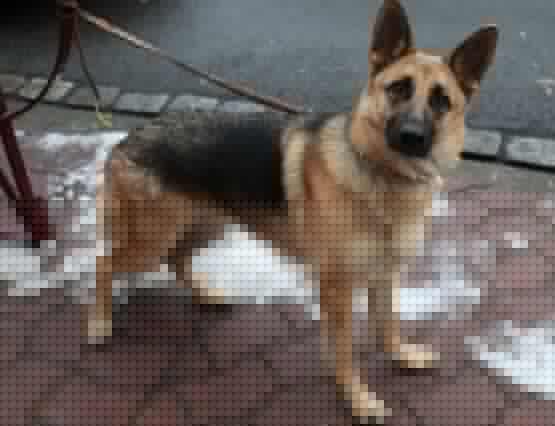導盲犬是什么品種的狗狗？主要有這3種