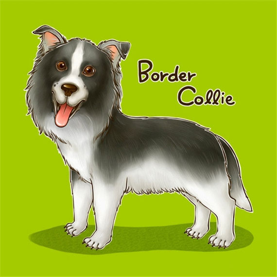 狗狗耳朵護理之邊境牧羊犬需要做哪些護理
