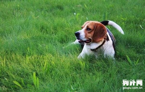 緝毒犬都有哪些品種？6個品種要了解