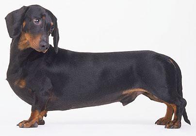 寵物狗臘腸犬好友喵星人過世,訓練臘腸犬需要哪些工具