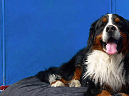 伯恩山犬的訓練方法-  伯恩山犬不良行為的矯正方法