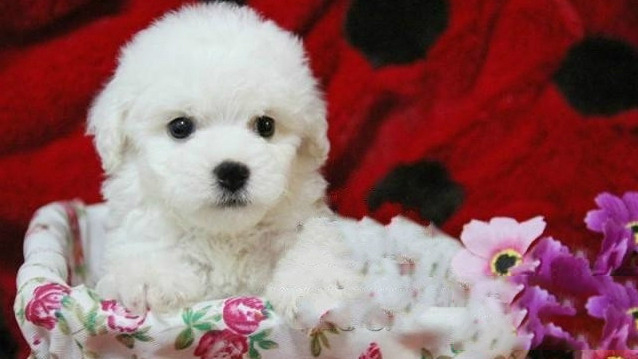 比熊犬的訓練方法-  比熊犬的簡單訓練