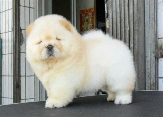 教你如何訓練松獅犬學會臥下聽令