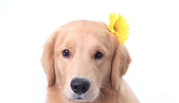 哪兩種食物要讓拉布拉多幼犬應遠離
