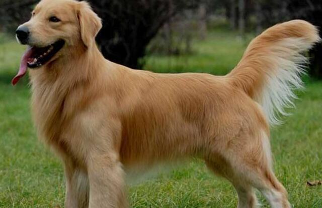 中型犬有哪些品種，適合家養的中型犬的排名