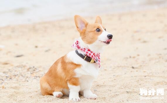 伴侶犬的最佳選擇，十大推薦趕緊收藏！