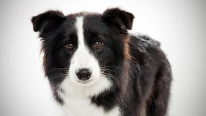 邊境牧羊犬的訓練方法-  訓邊牧訓練方法之飛盤訓練篇-