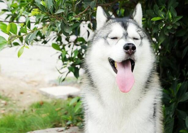 想養中型犬的朋友們看過來，為你揭曉幾個秘密！！