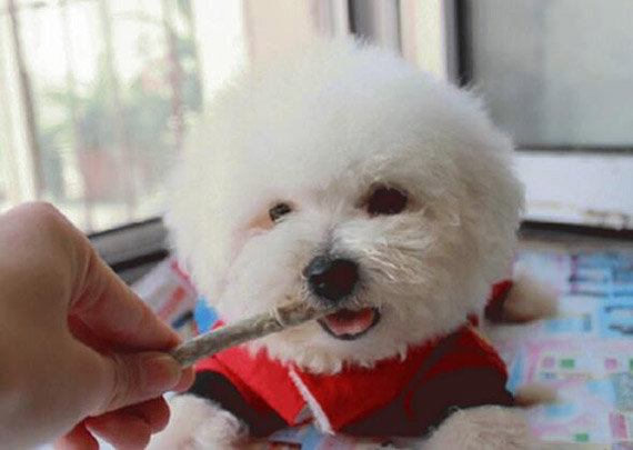 比熊犬亂吃東西的訓練方法是什么