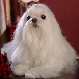 馬爾濟斯犬的訓練方法-  如何訓練馬爾濟斯犬