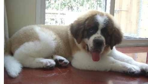 狗狗大小便訓練的方法 圣伯納犬養護常識
