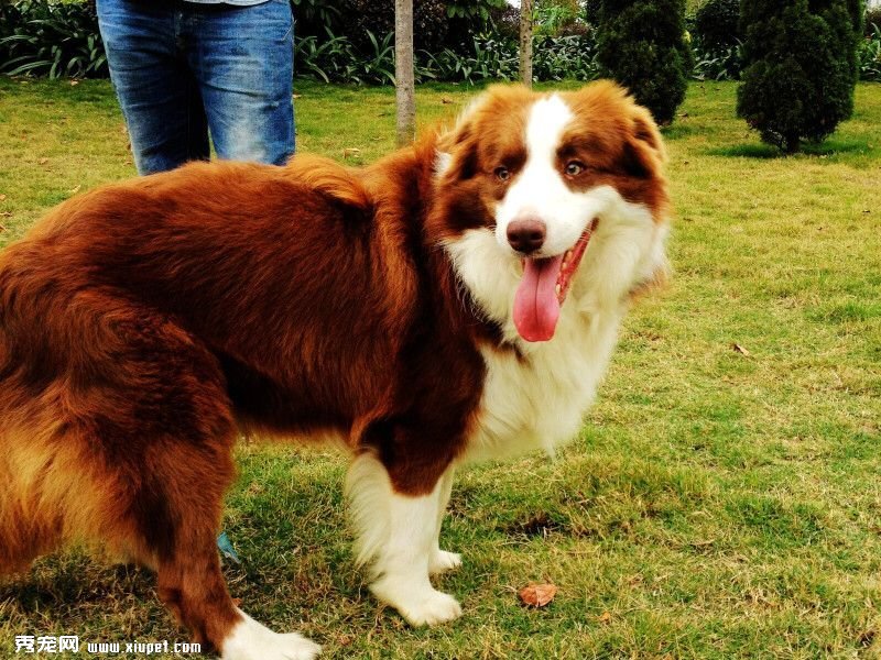 怎樣訓練邊境牧羊犬,如訓練邊境牧羊犬撿東西