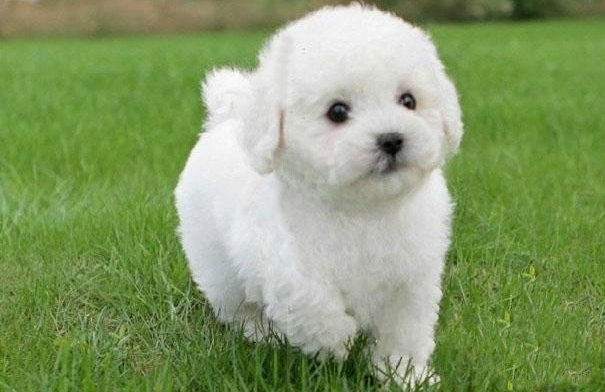 比熊犬的訓練方法-  比熊犬的拒食訓練