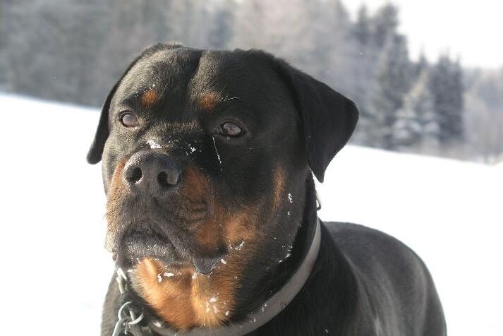 護衛犬有哪些品種？世界十大護衛犬排行榜