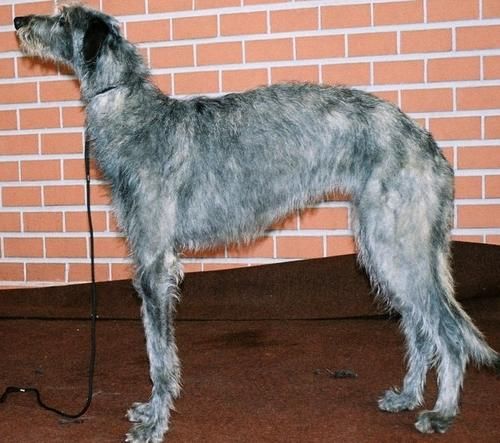 蘇格蘭獵鹿犬的親和訓練,蘇格蘭獵鹿犬