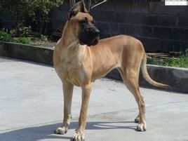訓練大丹犬的四個階段都是什么