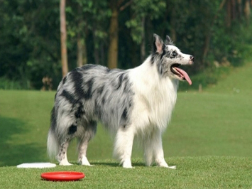 邊境牧羊犬的訓練方法-  如何訓練邊境牧羊犬大小便