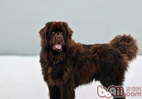紐芬蘭犬如何訓練,紐芬蘭犬適合看家嗎