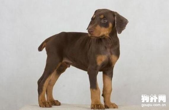杜賓犬性格怎么樣，杜賓犬性格特點