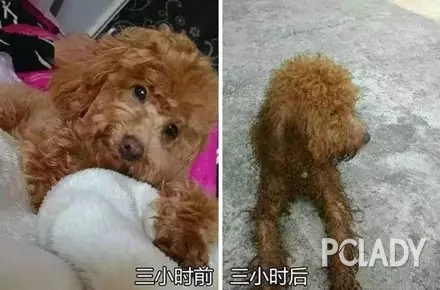 需要選擇足夠寬敞場地,狗狗被爸媽養了幾天后