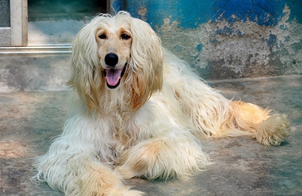 阿富汗的訓練方法-  夏日給阿富汗犬洗澡注意什么