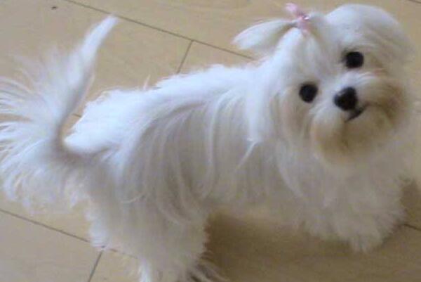 小型犬有哪些品種？適合家養的6種小型犬排名