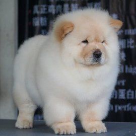 如何訓練松獅犬 松獅犬養護有哪些常識