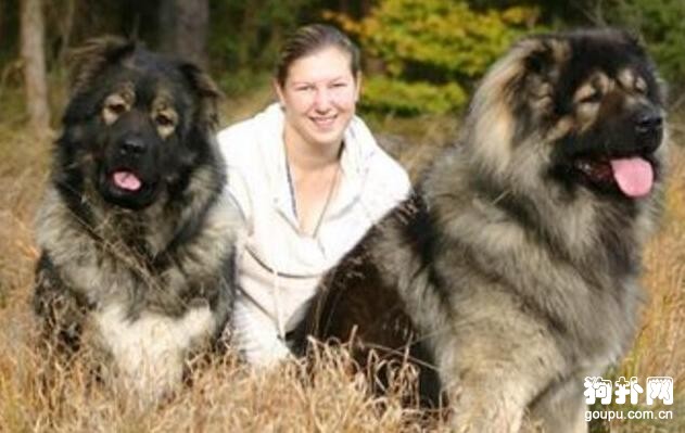 護衛犬有哪些，10大排名告訴你！