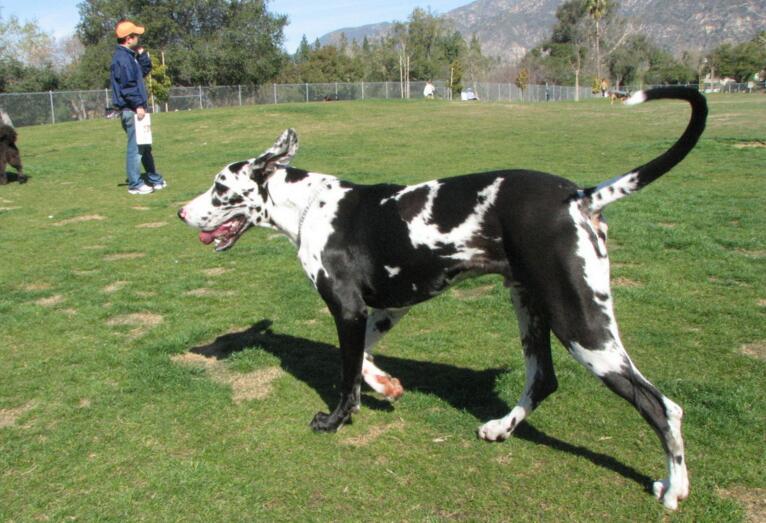 世界最大的狗狗排行榜巨型犬體型排名前五- 