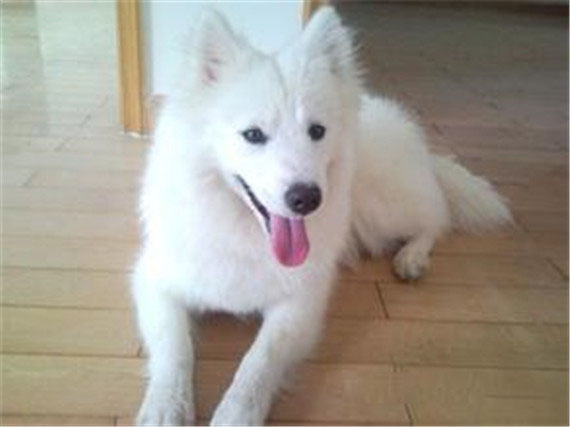 銀狐犬吠叫應該如何制止有什么方法