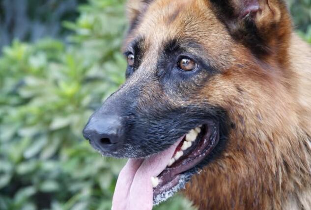 護衛犬有哪些品種？世界十大護衛犬排行榜