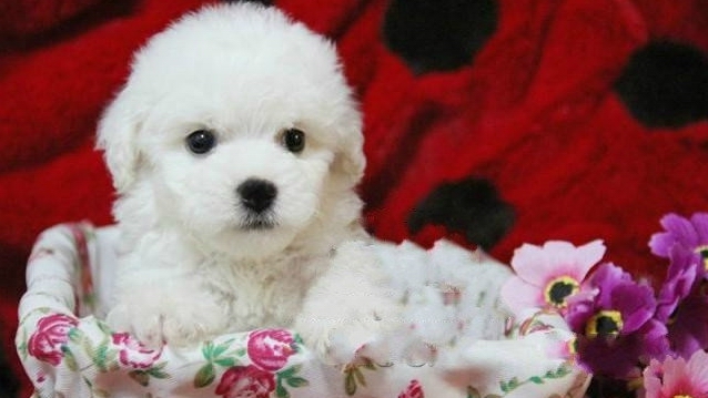 比熊犬的訓練方法-  如何訓練比熊犬握手