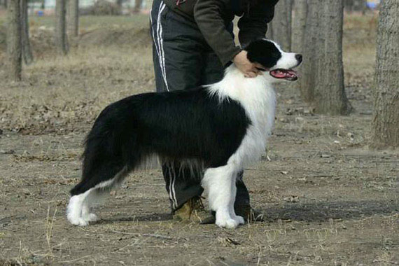 “叫醒主人”邊境牧羊犬訓練方法