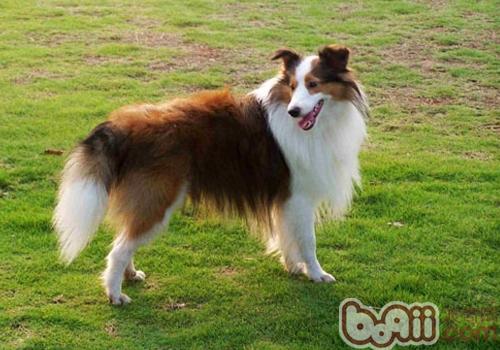 喜樂蒂牧羊犬的護理知識,如何訓練喜樂蒂握手