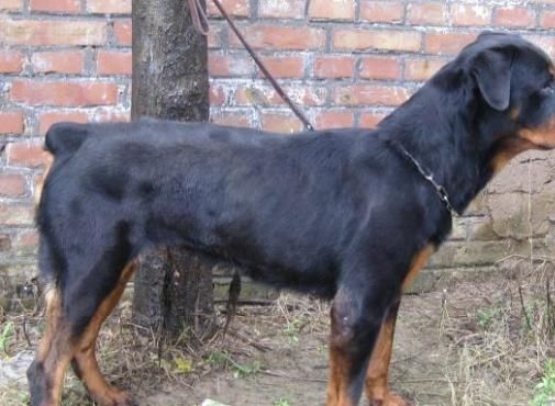 羅威納犬的訓練方法-  羅威納犬為什么斷尾